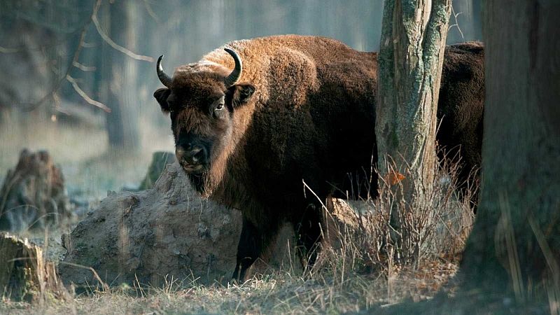 Tarde lo que tarde - Bisontes en la montaña palentina - 02/07/21 - escuchar ahora