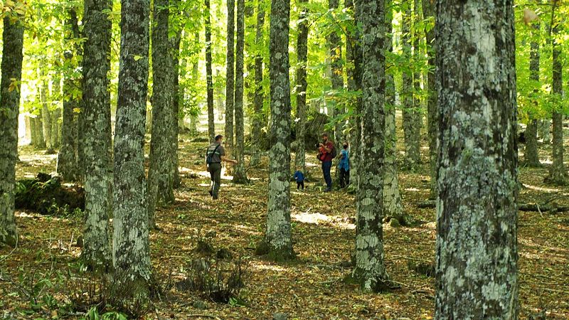 Expertos piden mayor protección de El Castañar de El Tiemblo - Escuchar ahora