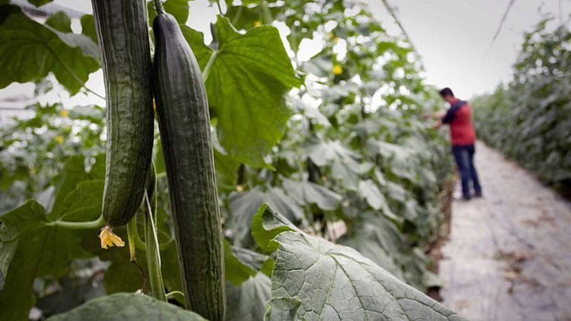 Más cerca - Crecimiento tecnológico del sector agroalimentario - Escuchar ahora