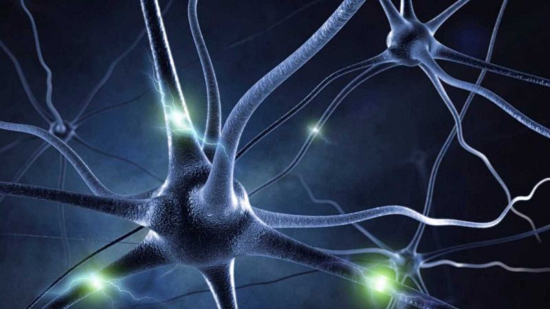 El gallo que no cesa - El neurotransmisor: La imparable evolución del cerebro