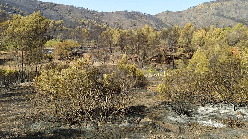 Más tarde - España arde