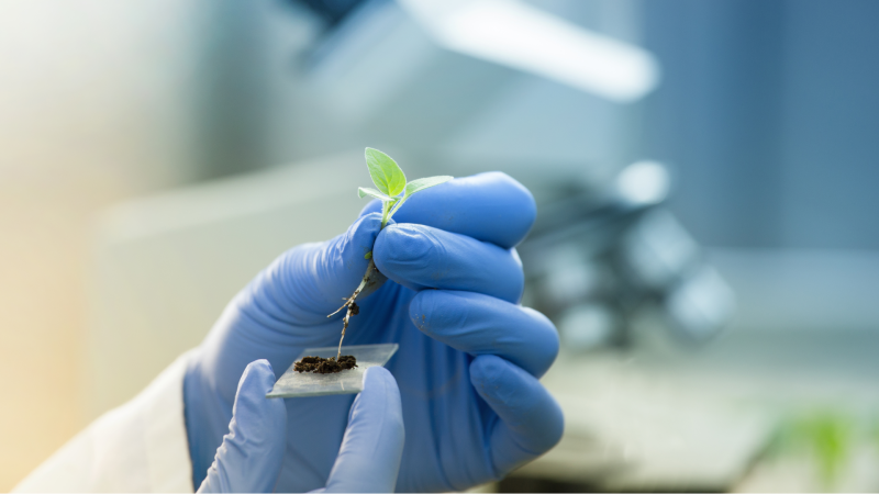 Más cerca - Técnica CRISPR: supercultivos por edición genética