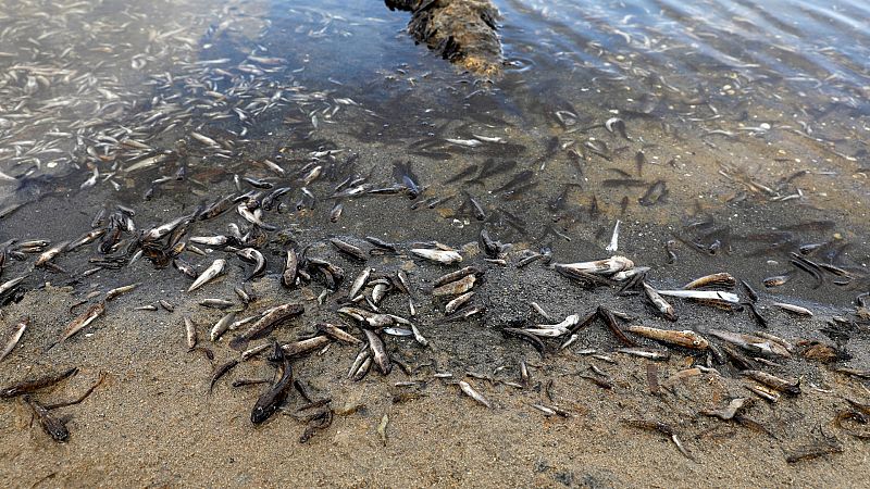 Vida verde - Asegurando el Mar Menor - 28/08/21
