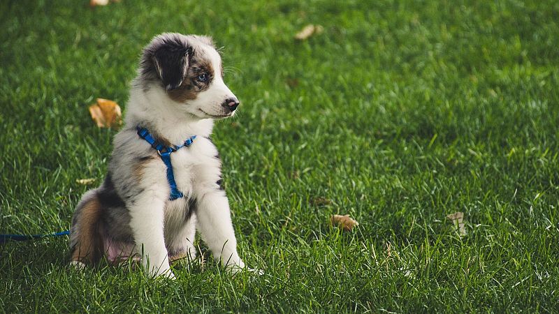 El gallo que no cesa - Reportaje: Ansiedad por separación en perros