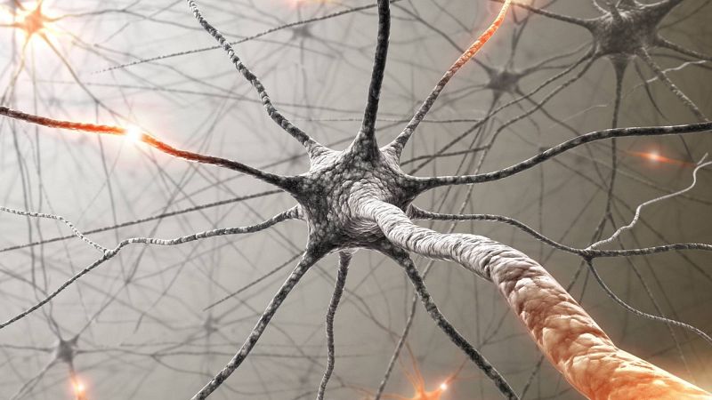 Sapiens - El cerebro, última frontera - 18/09/21