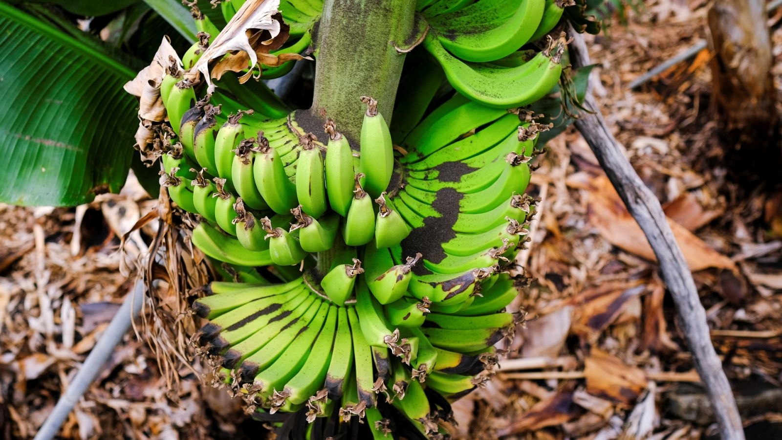 24 horas - La lava arrasa la industria platanera de La Palma - Escuchar ahora