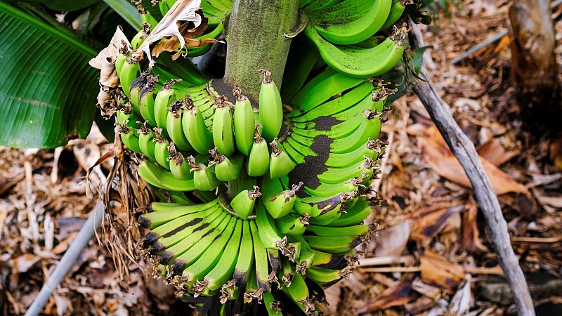 24 horas - La lava arrasa la industria platanera de La Palma