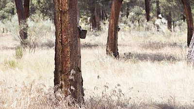 24 horas - El resinero: una profesi�n olvidada que se est� recuperando - Escuchar ahora