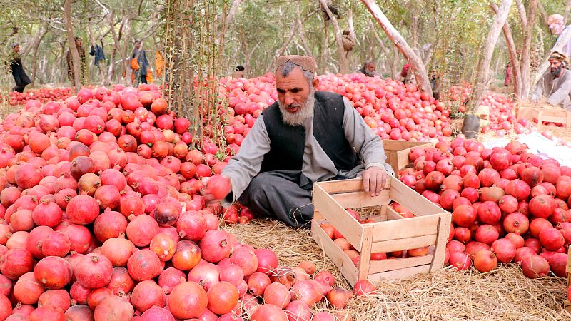 14 horas - Más de la mitad de los afganos están en riesgo de hambre, según la ONU