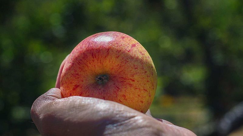 El gallo que no cesa - Las penas se van yantando: Una alimentación más sostenible - Escuchar ahora
