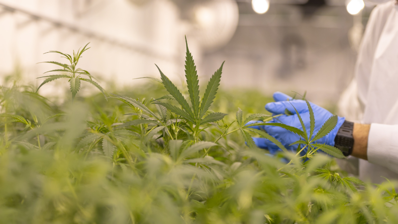 Adicciones - Cannabis y empresas tabaqueras - 08/12/21