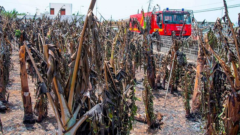 24 horas - El volcán pone en jaque el oro de La Palma: sus plataneras