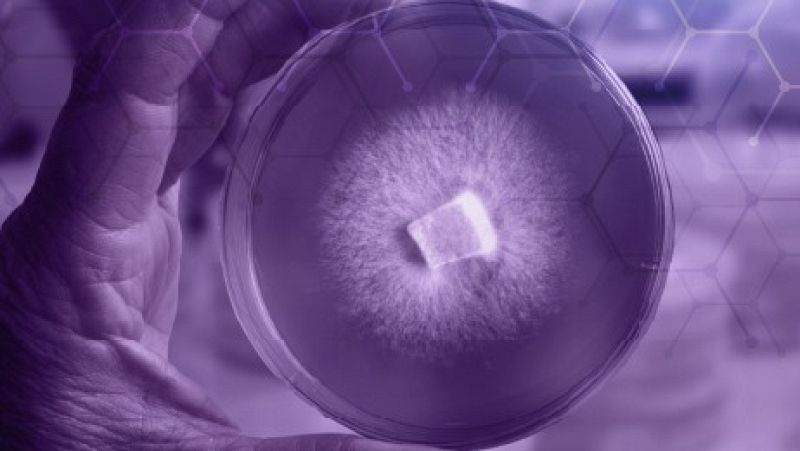 A golpe de bit -  Biotecnológica española apuesta por los hongos - 17/12/21