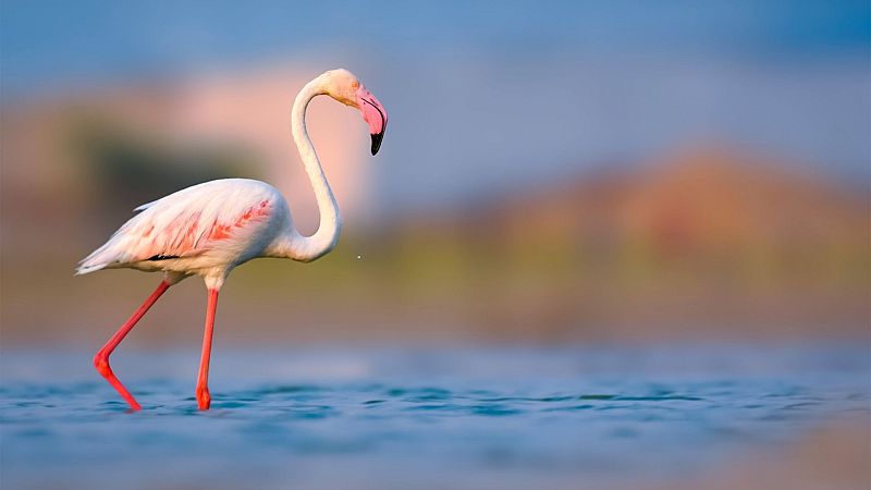 Cinco pistas - Aflamencaos, pero no mucho