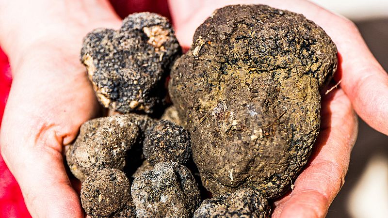 Avui sortim - Tòfones 'el diamant negre' amb Carme Ruscalleda