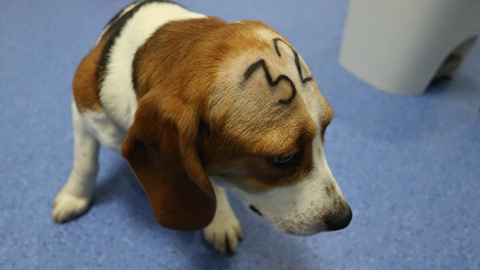 Quines alternatives hi ha a l'experimentació amb animals?