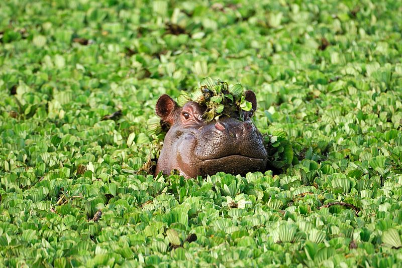 Gente despierta - Historia de las especies invasoras - Escuchar ahora