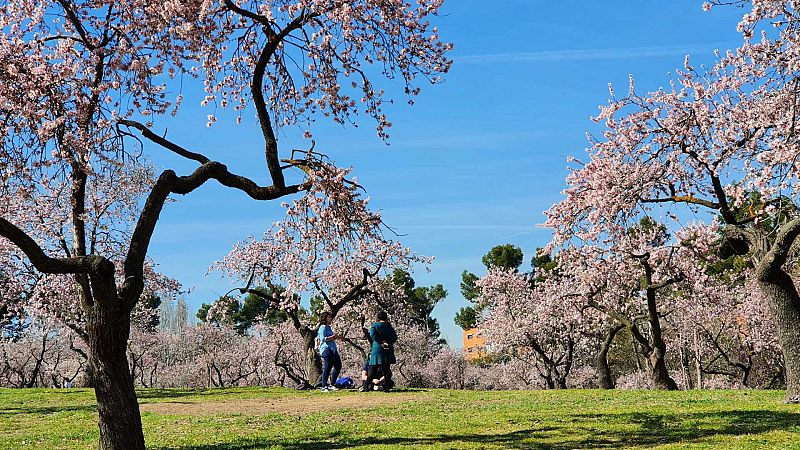 El gallo que no cesa - El vuelo de la alondra: La floración precoz de los almendros