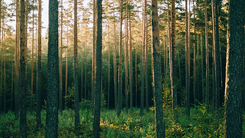 Gente despierta - Un poeta en París - La poesía, un bosque silvestre