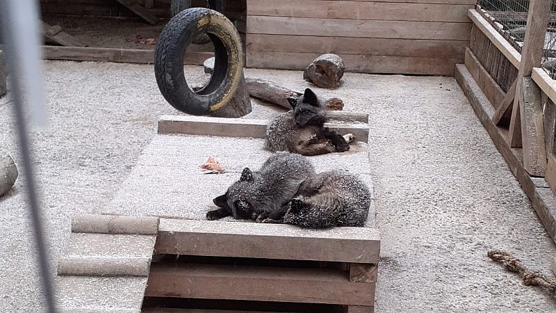 Las mañanas de RNE con Íñigo Alfonso - La casa de los animales salvados de la guerra - Escuchar ahora