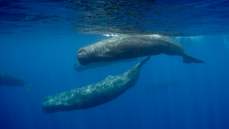 Ciencia por un tubo - Los cachalotes se comunican por código morse - 10/03/22