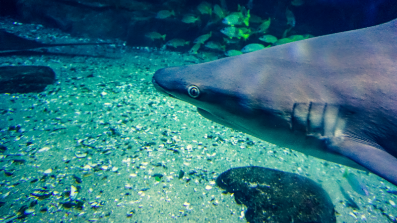 Verdaderamente falso - Los peces tiene mala memoria - 10/03/22