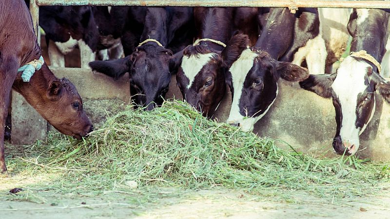 24 horas - Los paros del transporte resienten la industria láctea española