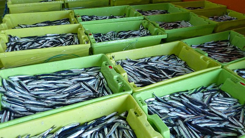 24 horas - Eduardo Mínguez, AECOC: "Tenemos el pescado pudriéndose en las lonjas"