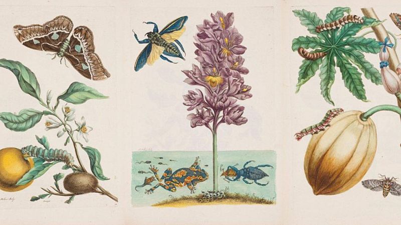 Territorio 9 - El taller de Carla Berrocal: "La ilustración botánica"