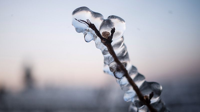 24 horas - Las heladas del fin de semana provocan pérdidas millonarias en los cultivos