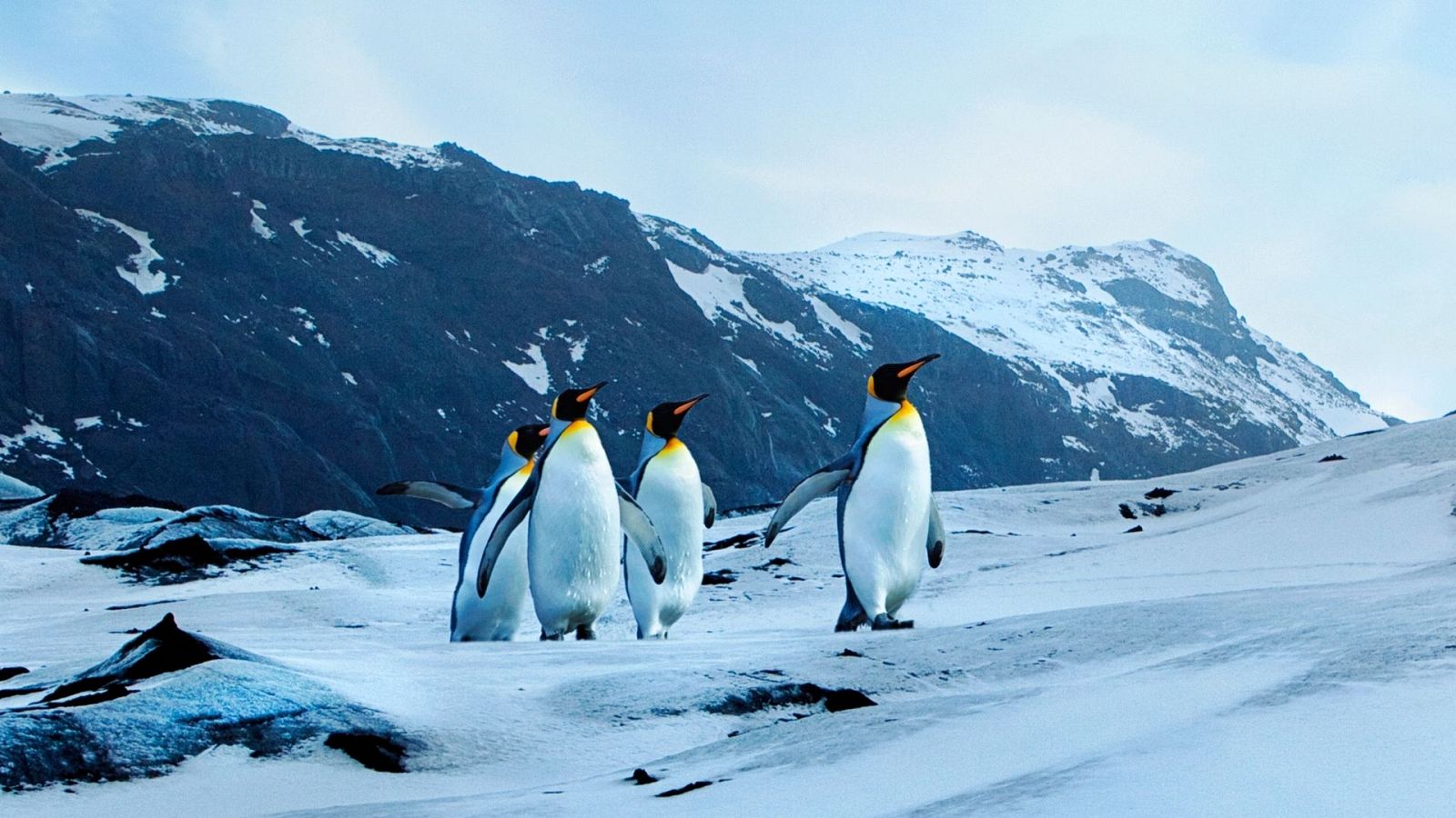 Reserva natural - Conocemos el proyecto Perpantar con Andrés Barbosa - Escuchar ahora
