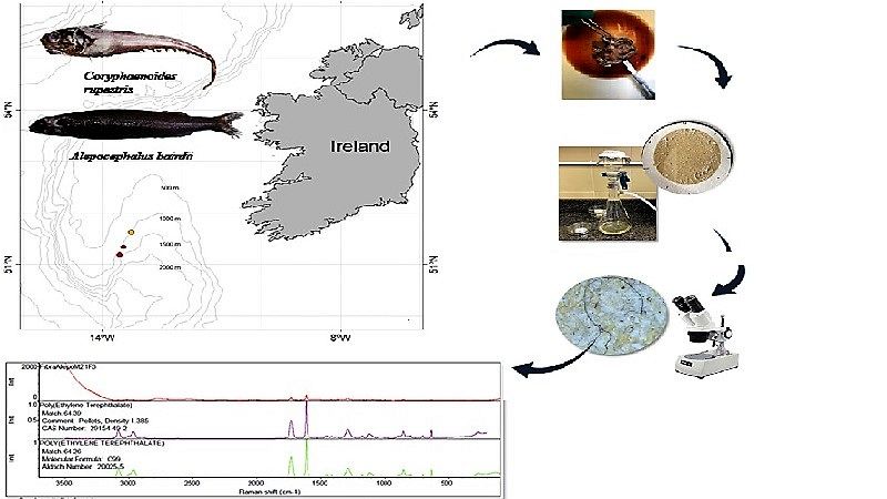 Encuentran microplásticos en peces que viven a mil metros de profundidad - Escuchar ahora