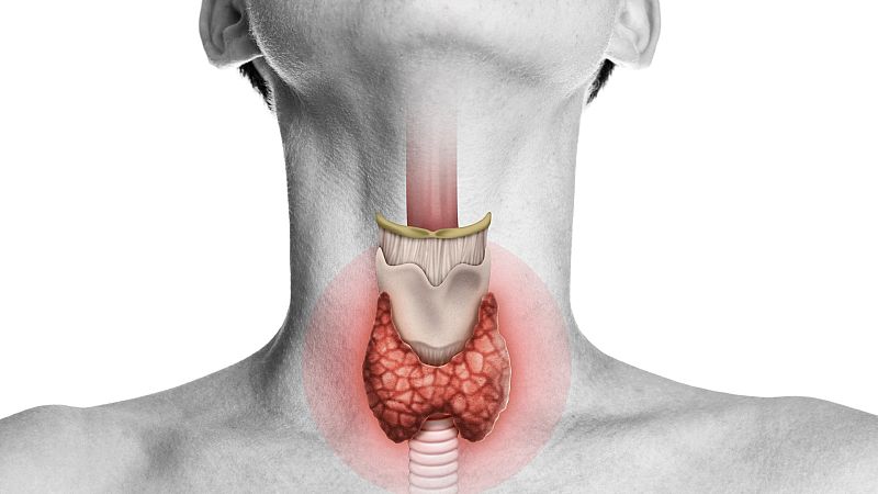 Memoria de delfín - Tiroides: el motor humano - 23/05/22