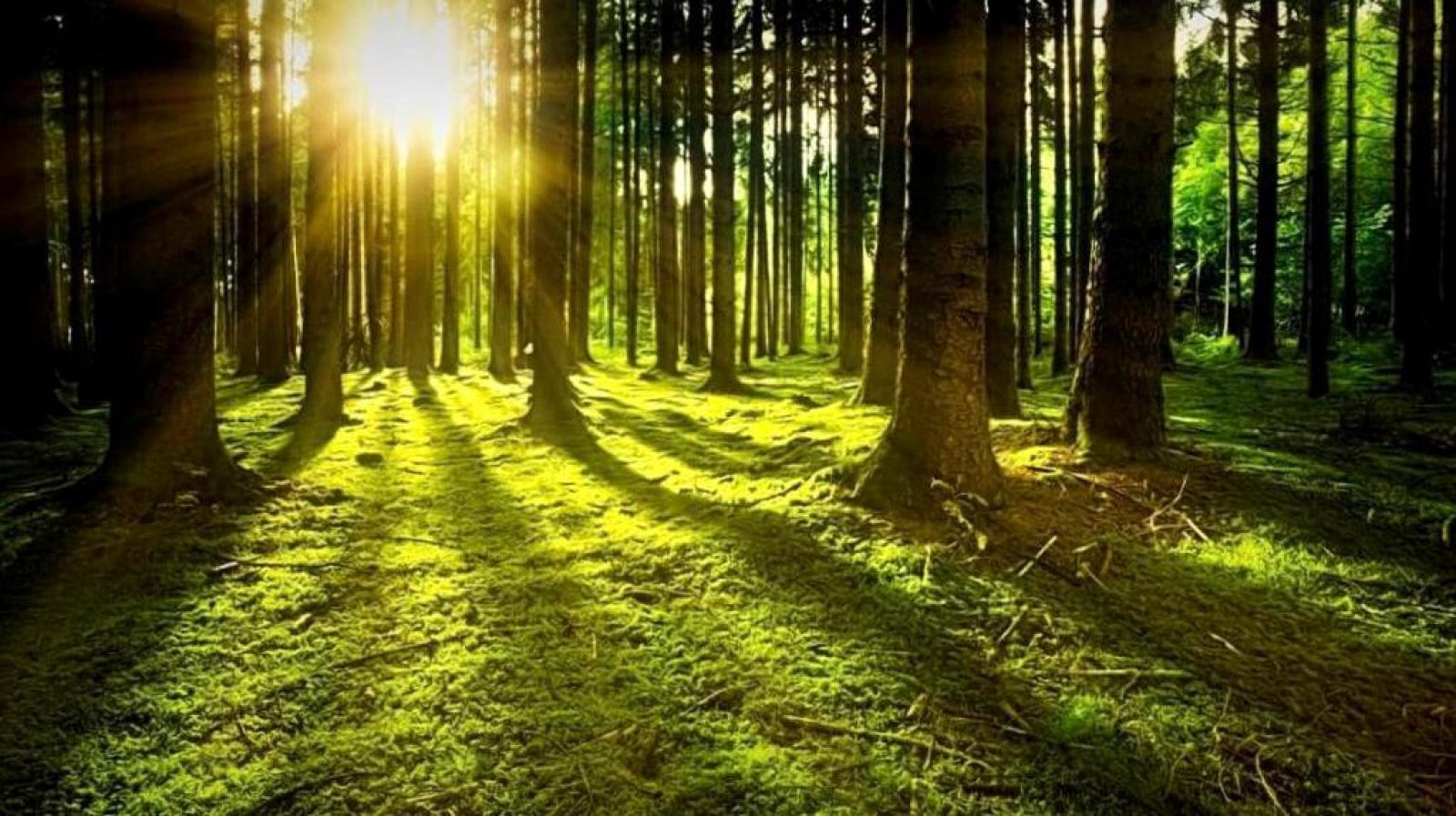 No es un día cualquiera - Cuidado de los bosques - Tertulia - 04-06-22 - Escuchar ahora