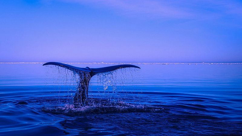Tarde lo que tarde - Día Mundial del Océano - 08/06/22