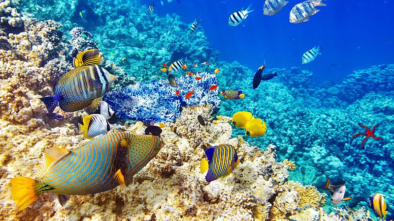 Españoles en la mar - Revitalización: acción colectiva para el océano - 08/06/22 - escuchar ahora