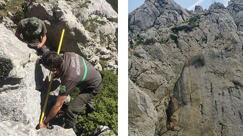 Por tres razones - ¿Cómo se recuperan la osa herida de Palencia y su osezno? - Escuchar ahora