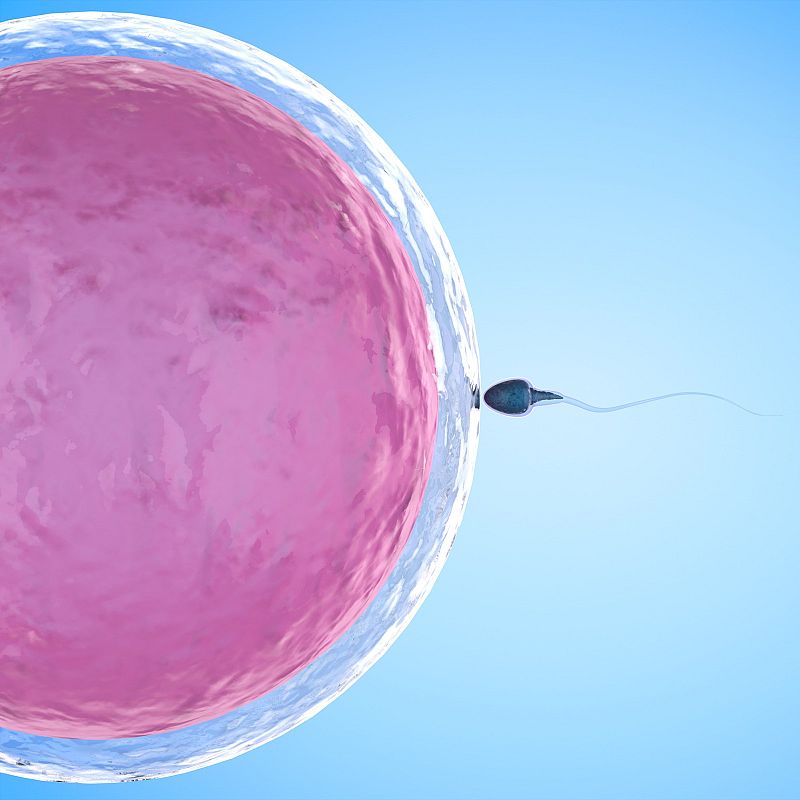 Memoria de delfín - Infertilidad: un camino solitario y hostil - 20/06/22