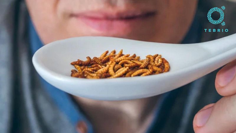 Marca España - Insectos, la alternativa al desabastecimiento alimentario - 24/06/22