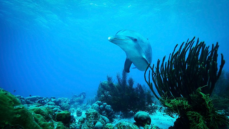 Memoria de delfín - Delfines: más allá de una memoria extraordinaria - 18/07/22