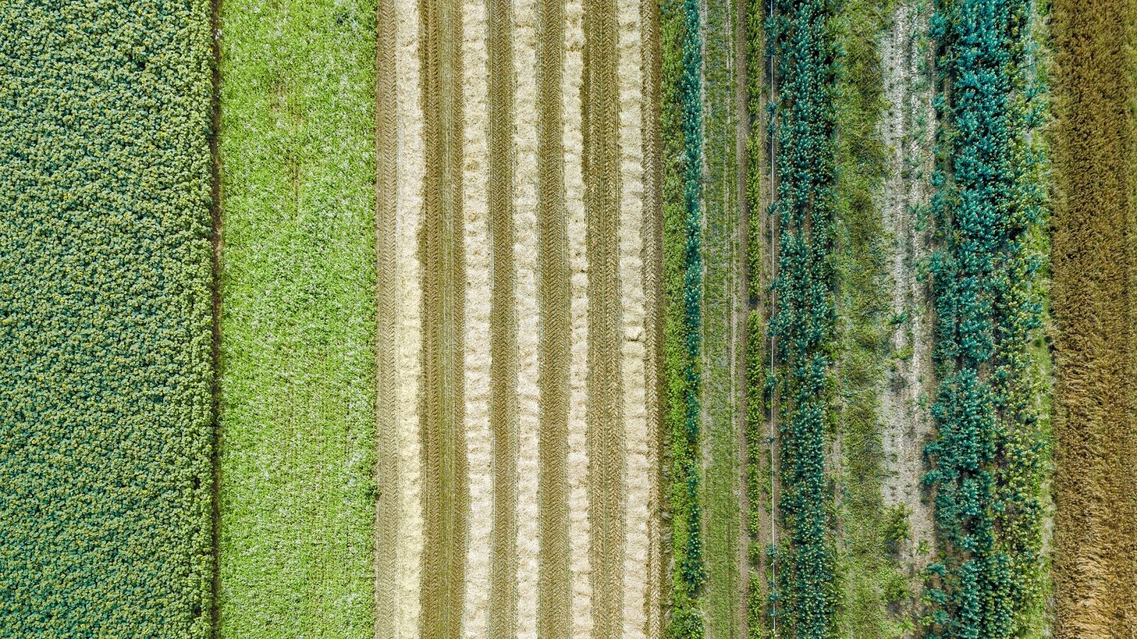 El gallo que no cesa - La agricultura regenerativa y la reducción de fertilizantes - Escuchar ahora
