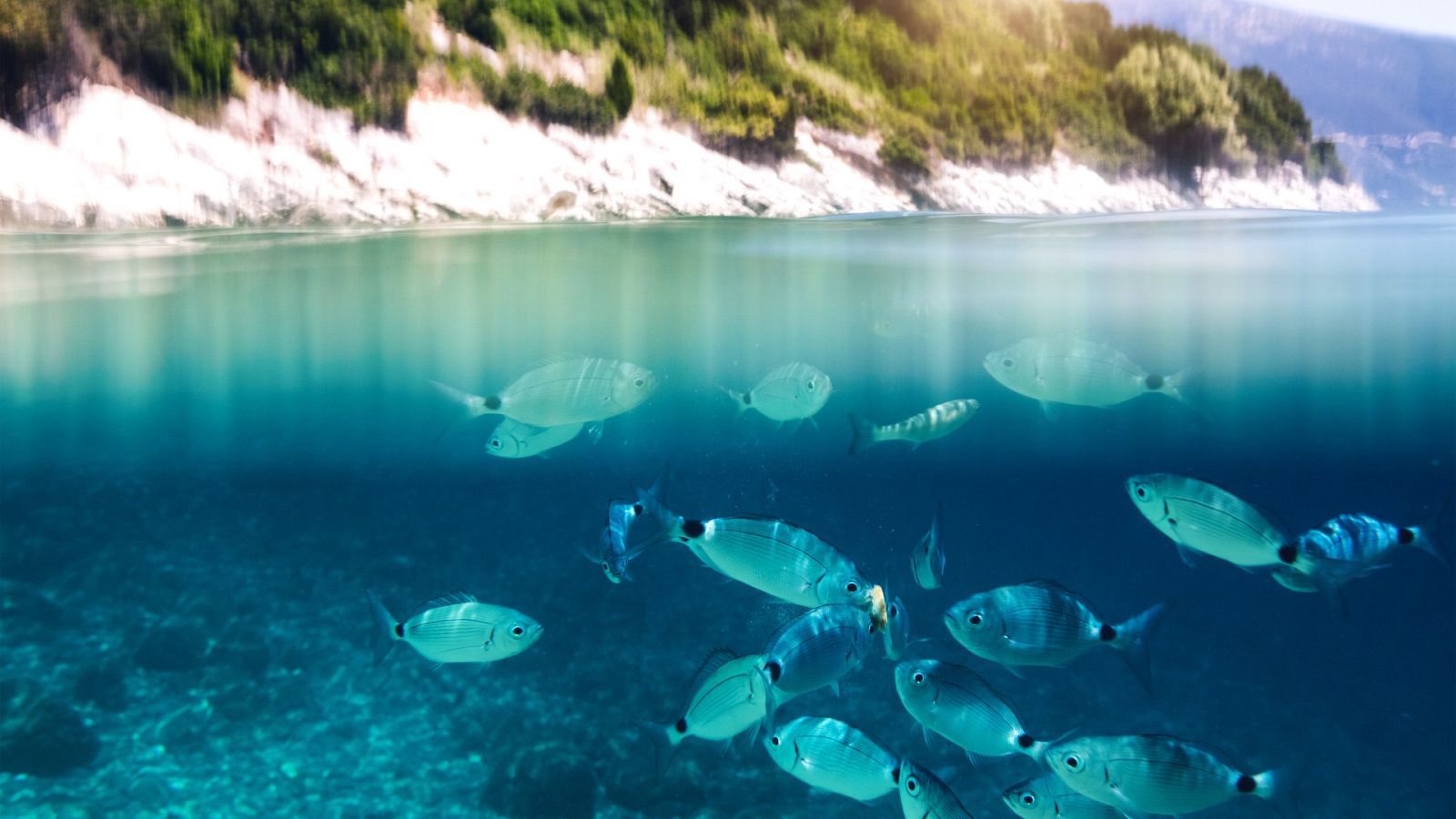 Más cerca - El Mediterráneo está cinco grados más caliente de lo normal - Escchar ahora