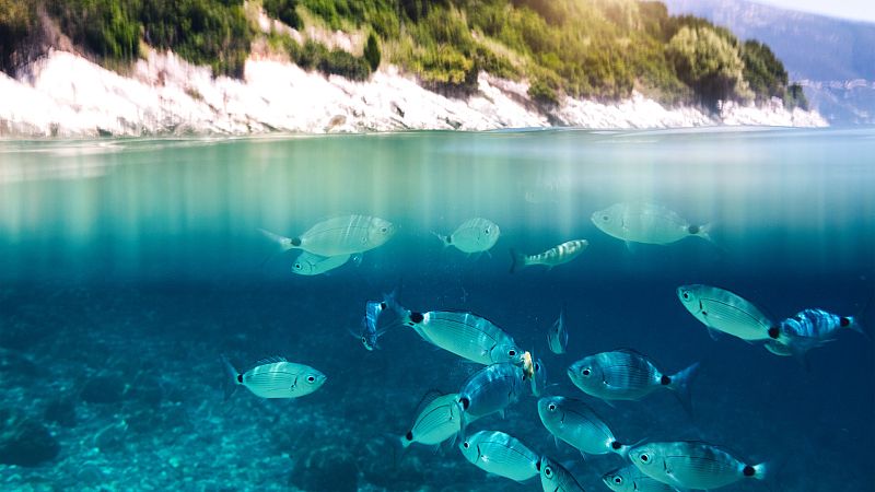 Más cerca - El Mediterráneo está cinco grados más caliente de lo normal