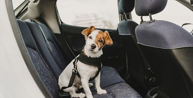 Más cerca - Mascotas y tráfico ¿viajan seguras?