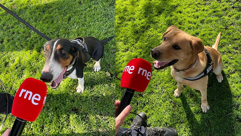 Las mañanas de RNE con Íñigo Alfonso - Perros con 'olfato policial': Su labor en situaciones críticas - Escuchar ahora