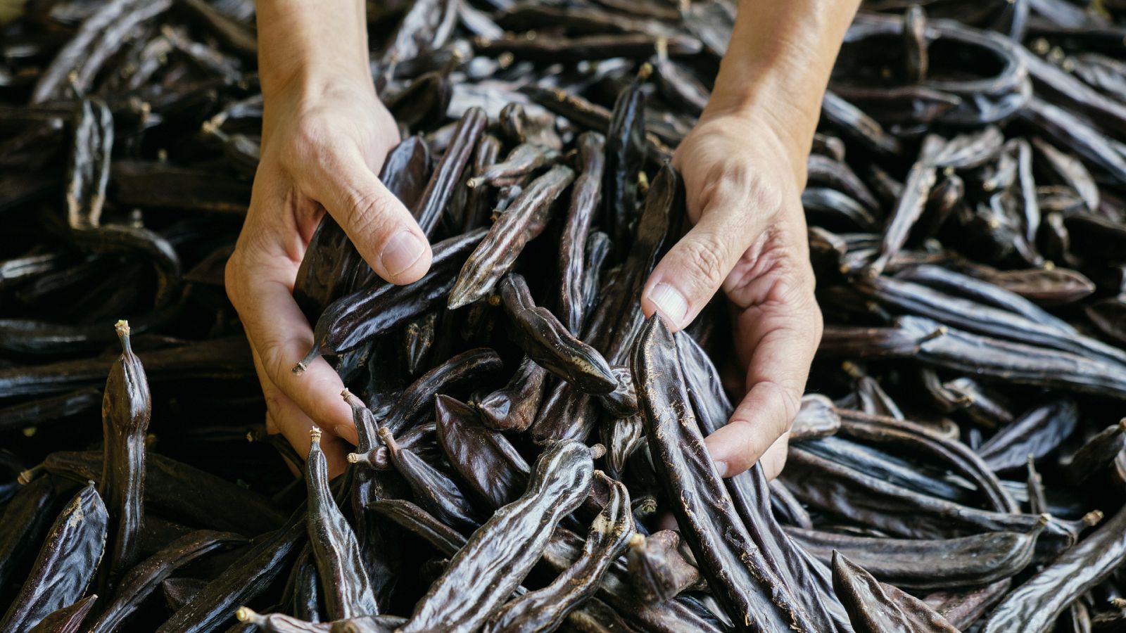 Por tres razones - Robos de algarrobas después de que se dispare su precio - Escuchar ahora