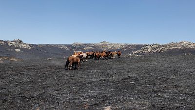 14 horas - Un a�o del incendio en Navalacruz: "Llevamos un a�o sin poder pasar por los caminos" - Escuchar ahora