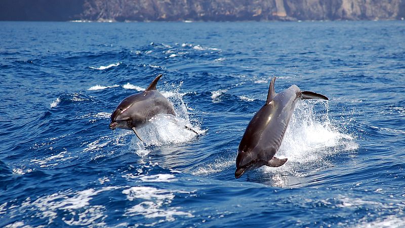 Vida verde - Vida salvaje en tierra y mar. Rewilding - 03/09/22