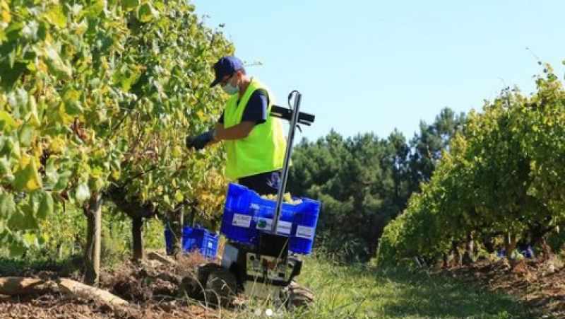 A golpe de bit - Vendimiar con robots y drones - 05/09/22