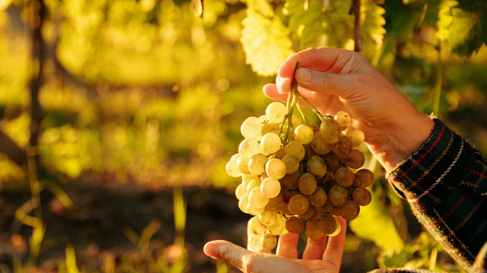 El gallo que no cesa - Tierra sin límites: Experiencias enoturísticas en vendimia - Escuchar ahora